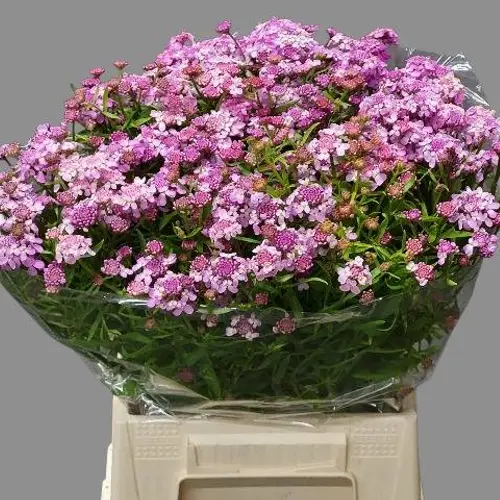 Iberis rosa 45cm