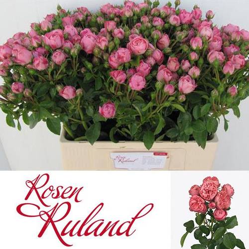 Rose Freiland rosa Playful Rokoko 6+Blüte 55cm