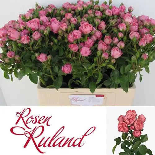 Rose Freiland rosa Playful Rokoko 6+Blüte 55cm