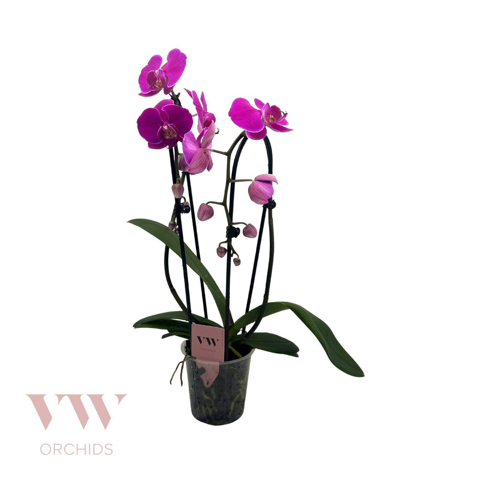 Phal.2-R fuchsia Cascade T12 H045