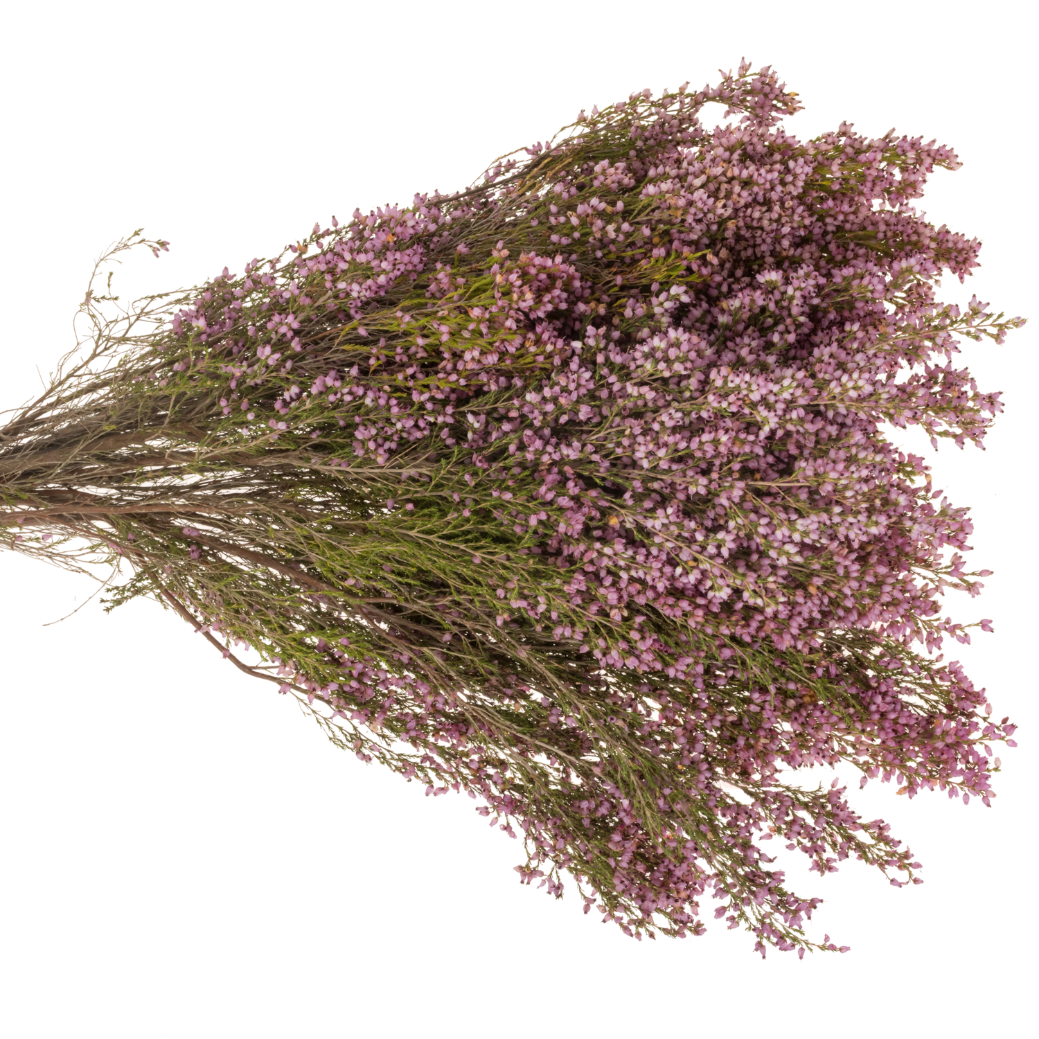 Erica rosa Deliciosa 50cm