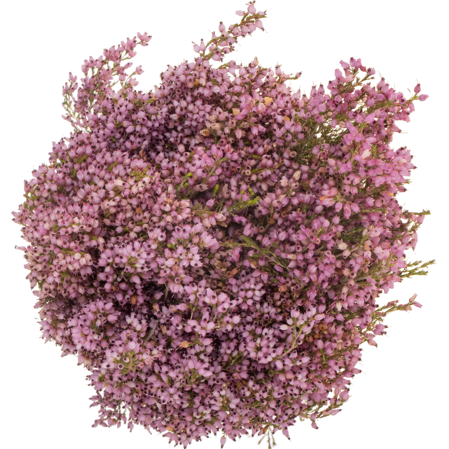 Erica rosa Deliciosa 50cm