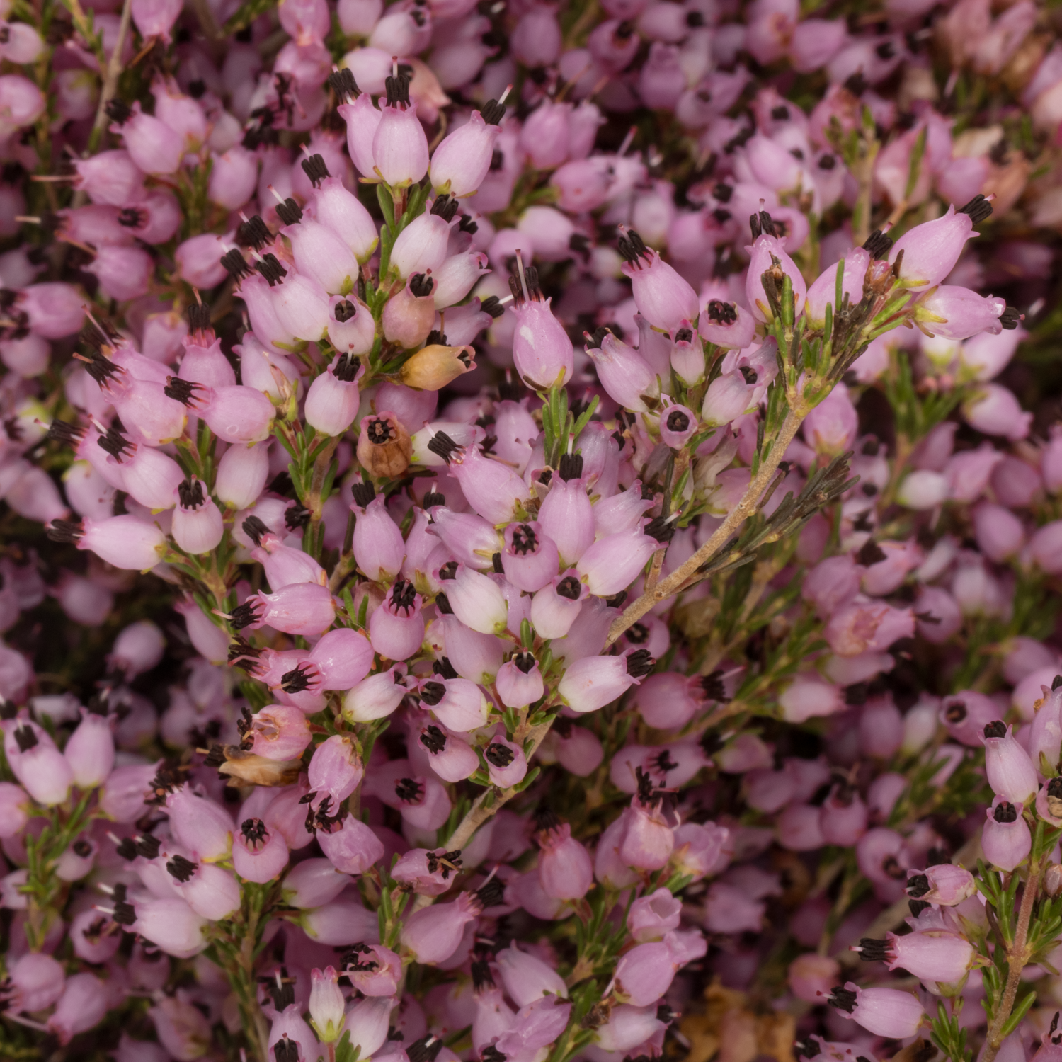 Erica rosa Deliciosa 50cm