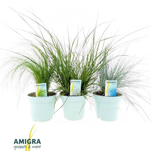 Gräser mix Botanische T17 H040