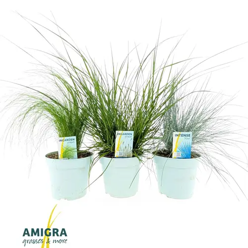 Gräser mix Botanische T17 H040