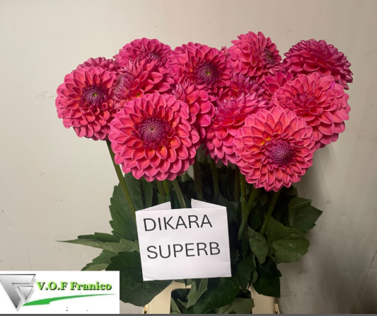 Dahlia rot/fuchsia Dikrara superb 60cm