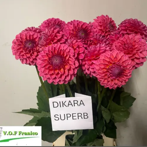Dahlia rot/fuchsia Dikrara superb 60cm