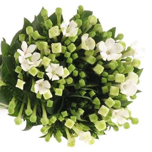 Bouvardie weiss Verde 40cm
