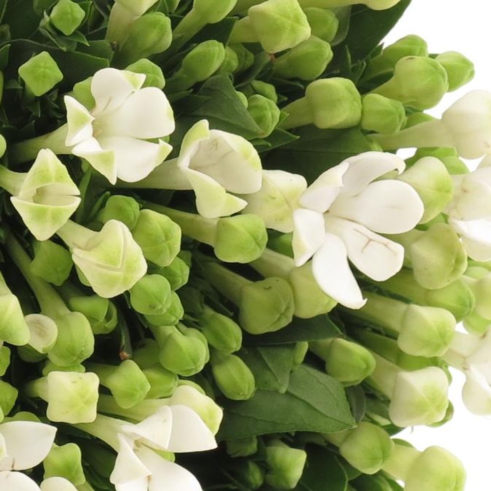 Bouvardie weiss Verde 40cm