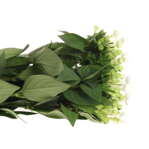 Bouvardie weiss Verde 40cm