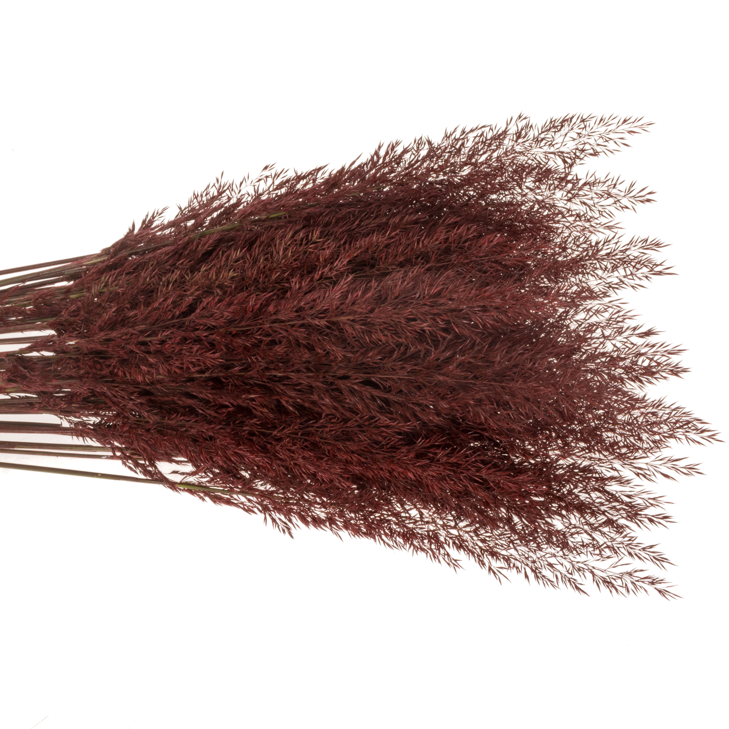 Ziergras bordeaux Calamagrostis gefärbt 80cm
