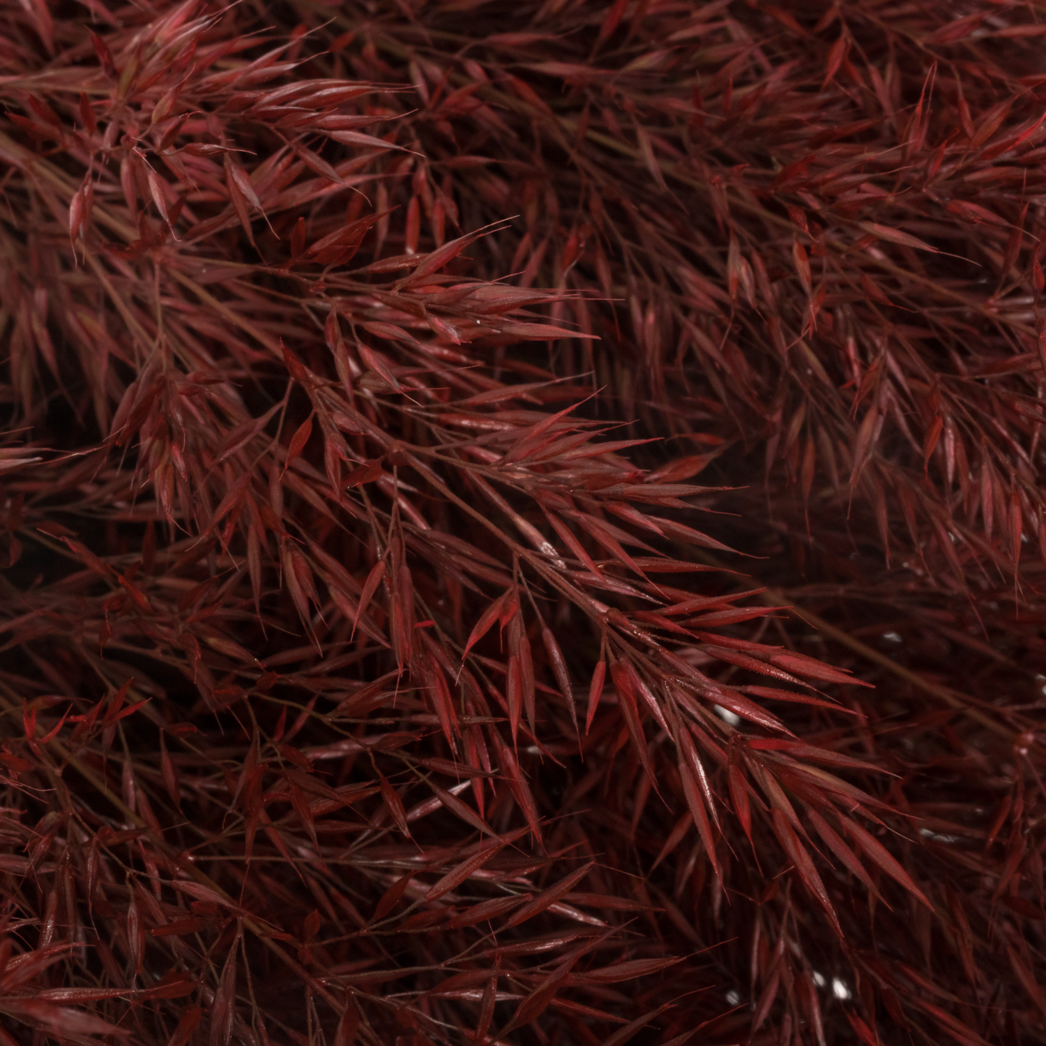 Ziergras bordeaux Calamagrostis gefärbt 80cm