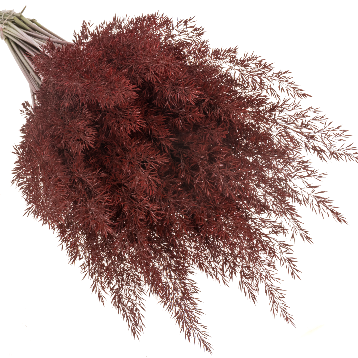 Ziergras bordeaux Calamagrostis gefärbt 80cm
