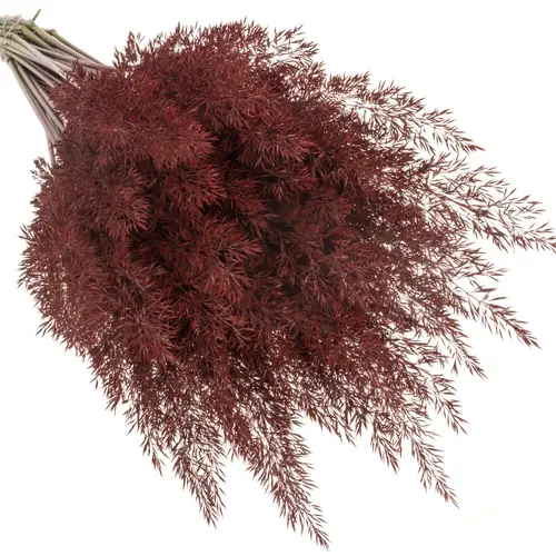 Ziergras bordeaux Calamagrostis gefärbt 80cm