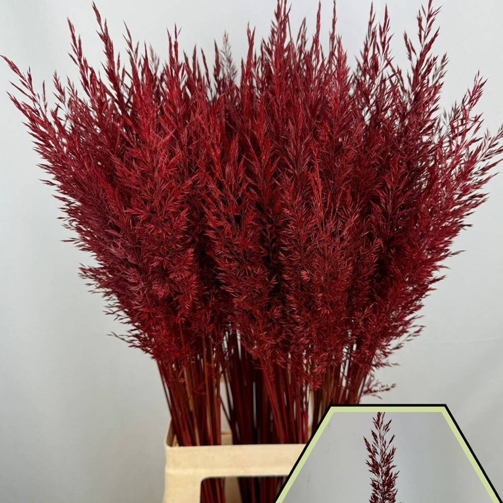 Ziergras bordeaux Calamagrostis 80cm