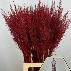 Ziergras bordeaux Calamagrostis 80cm