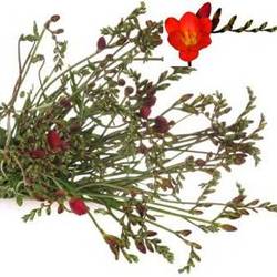 Freesie rot Passion 28 Gramm