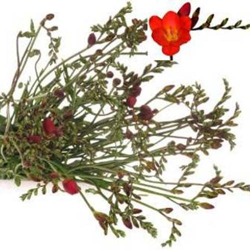 Freesie rot Passion 28 Gramm