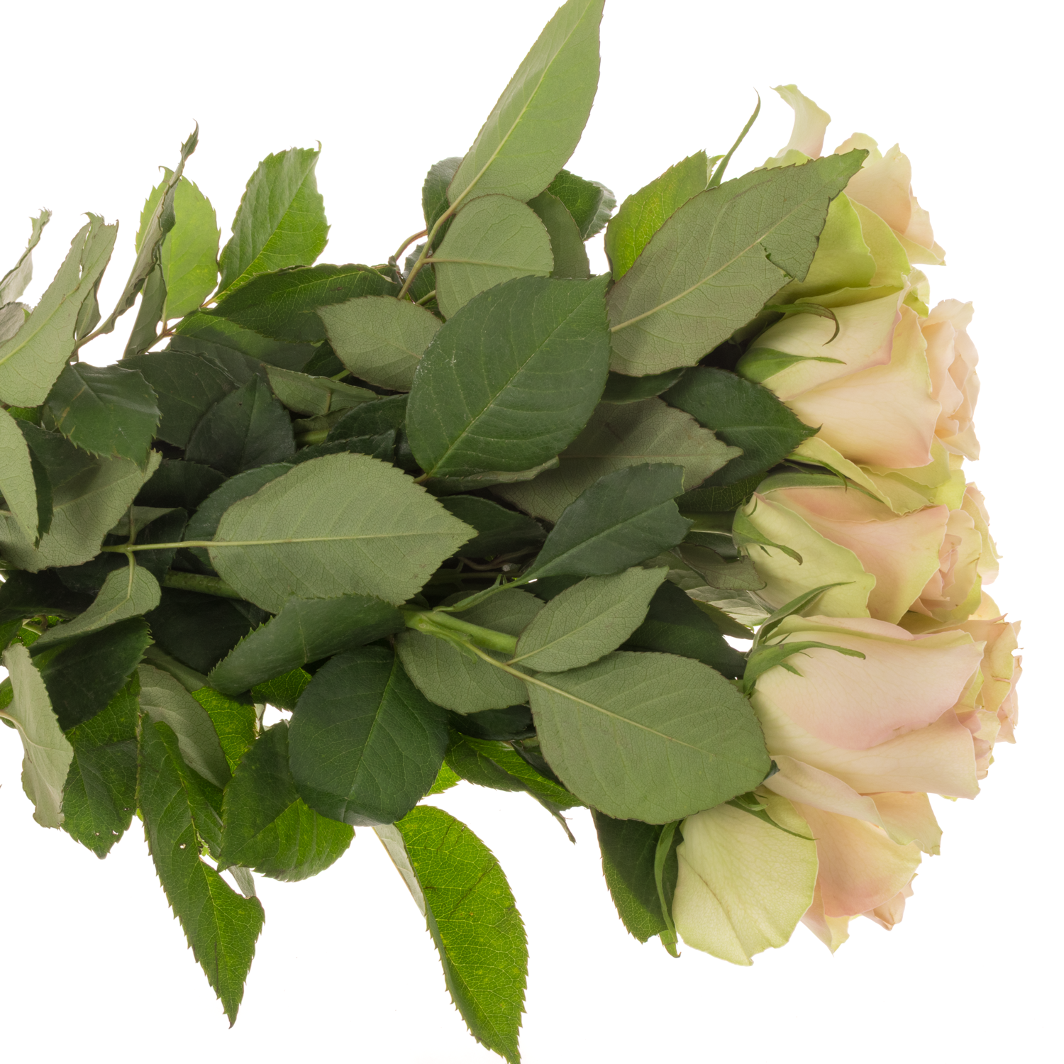 Rose hell grün/hell rosa La Belle 35cm