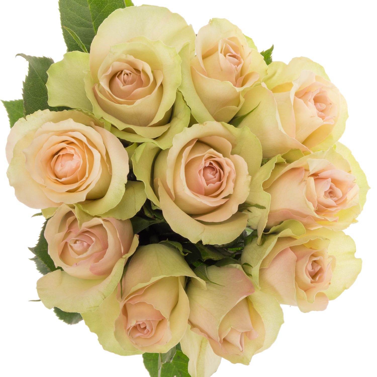 Rose hell grün/hell rosa La Belle 35cm