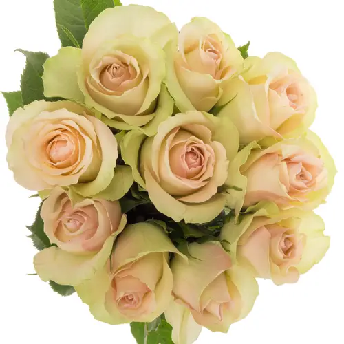 Rose hell grün/hell rosa La Belle 35cm