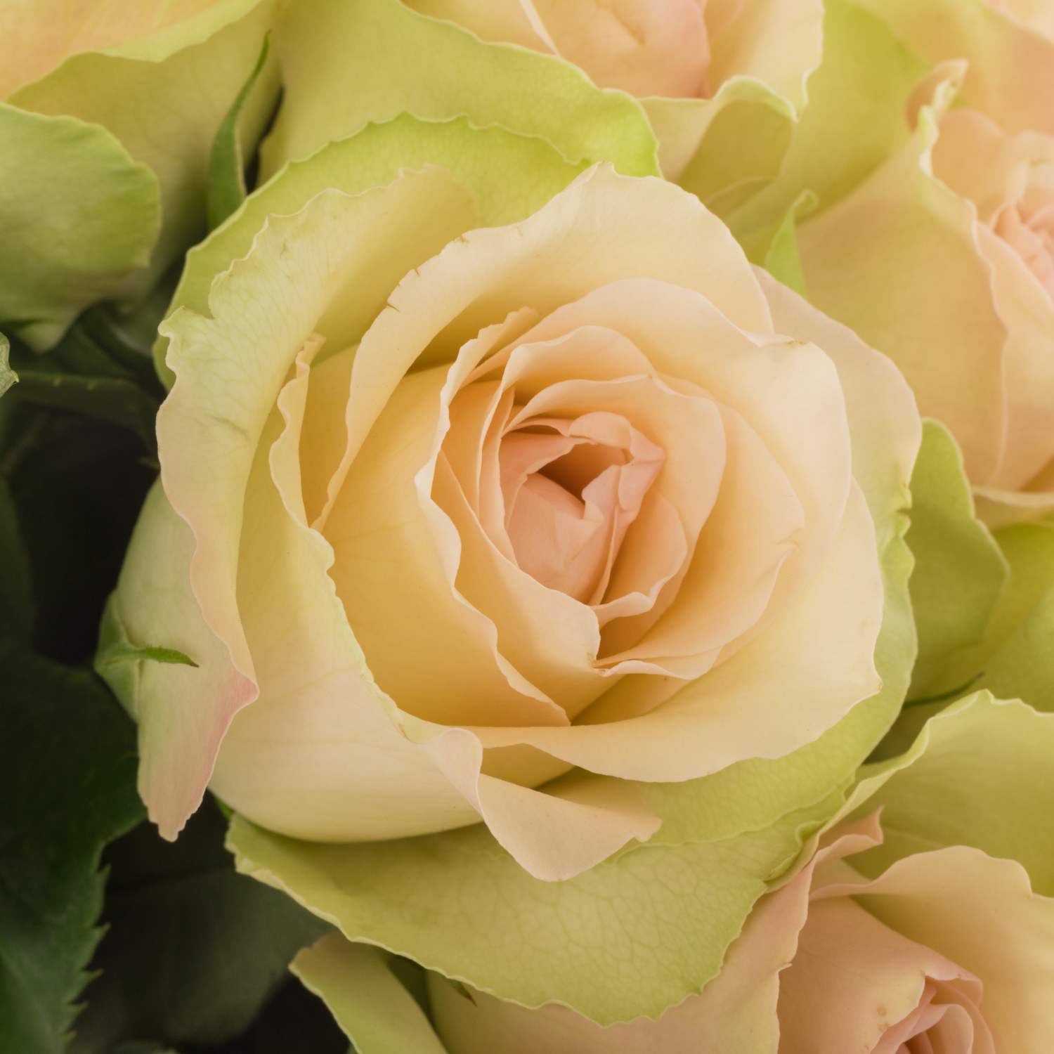 Rose hell grün/hell rosa La Belle 35cm