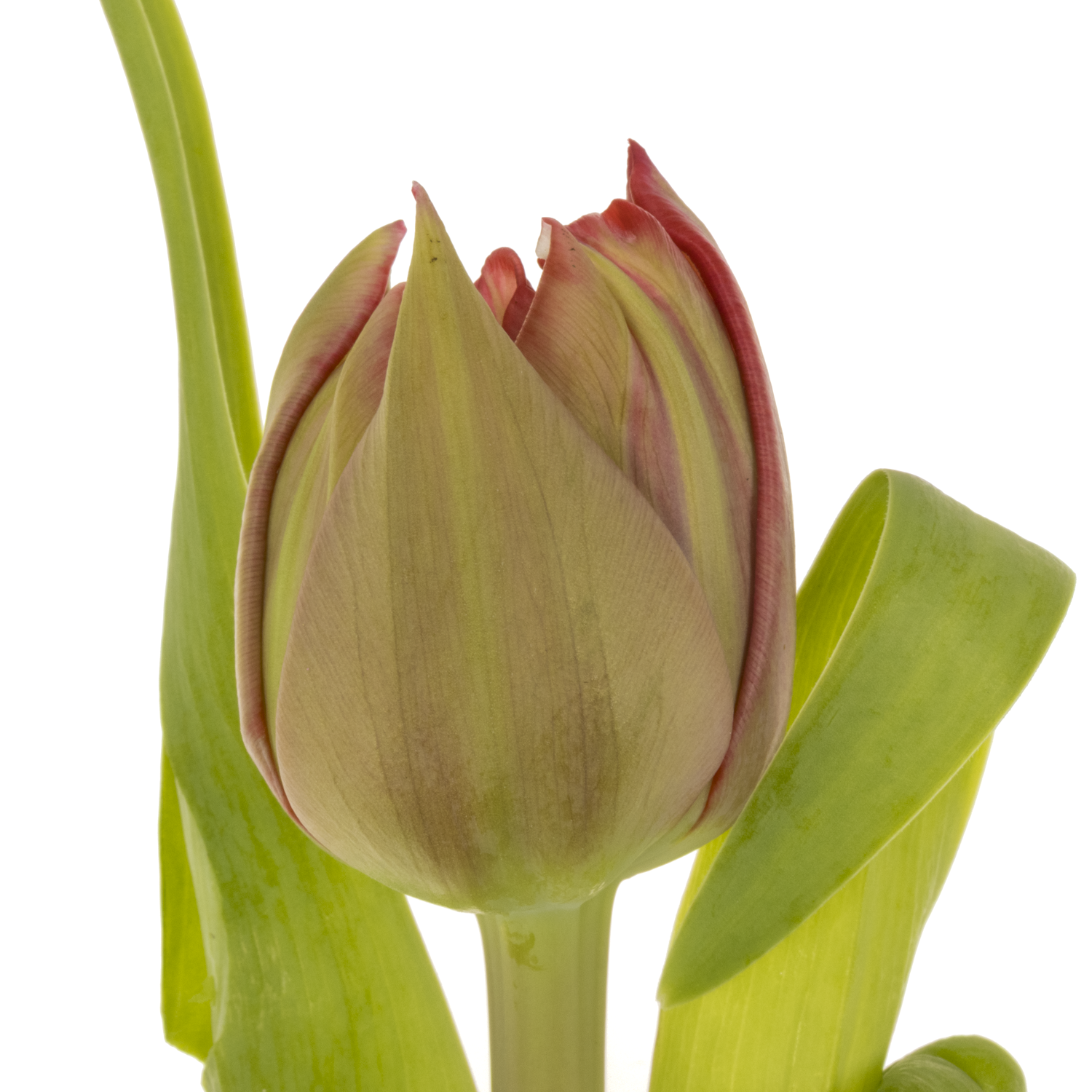 Tulpe rot doppel Velvet 40 Gramm