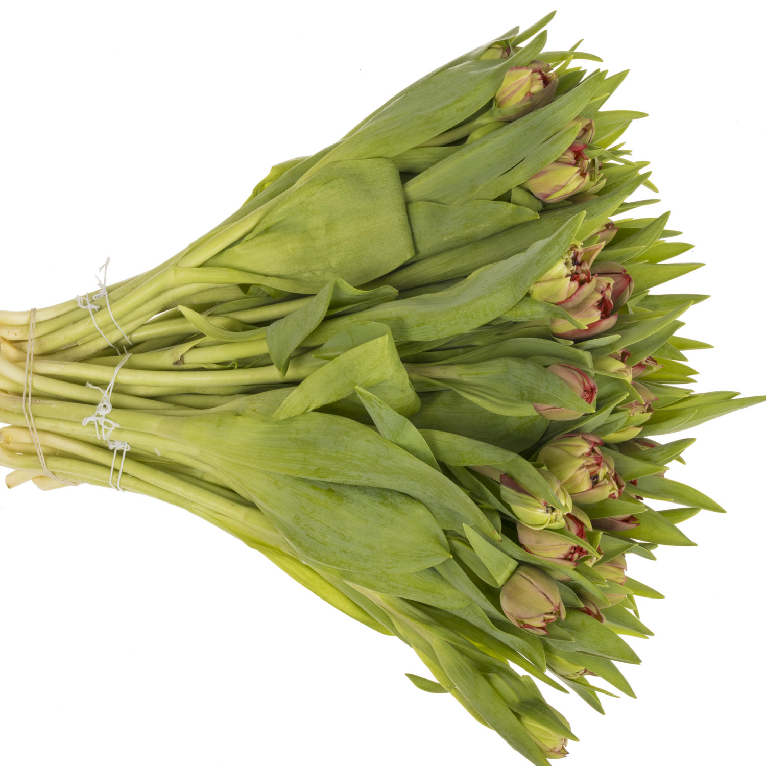 Tulpe rot doppel Velvet 40 Gramm