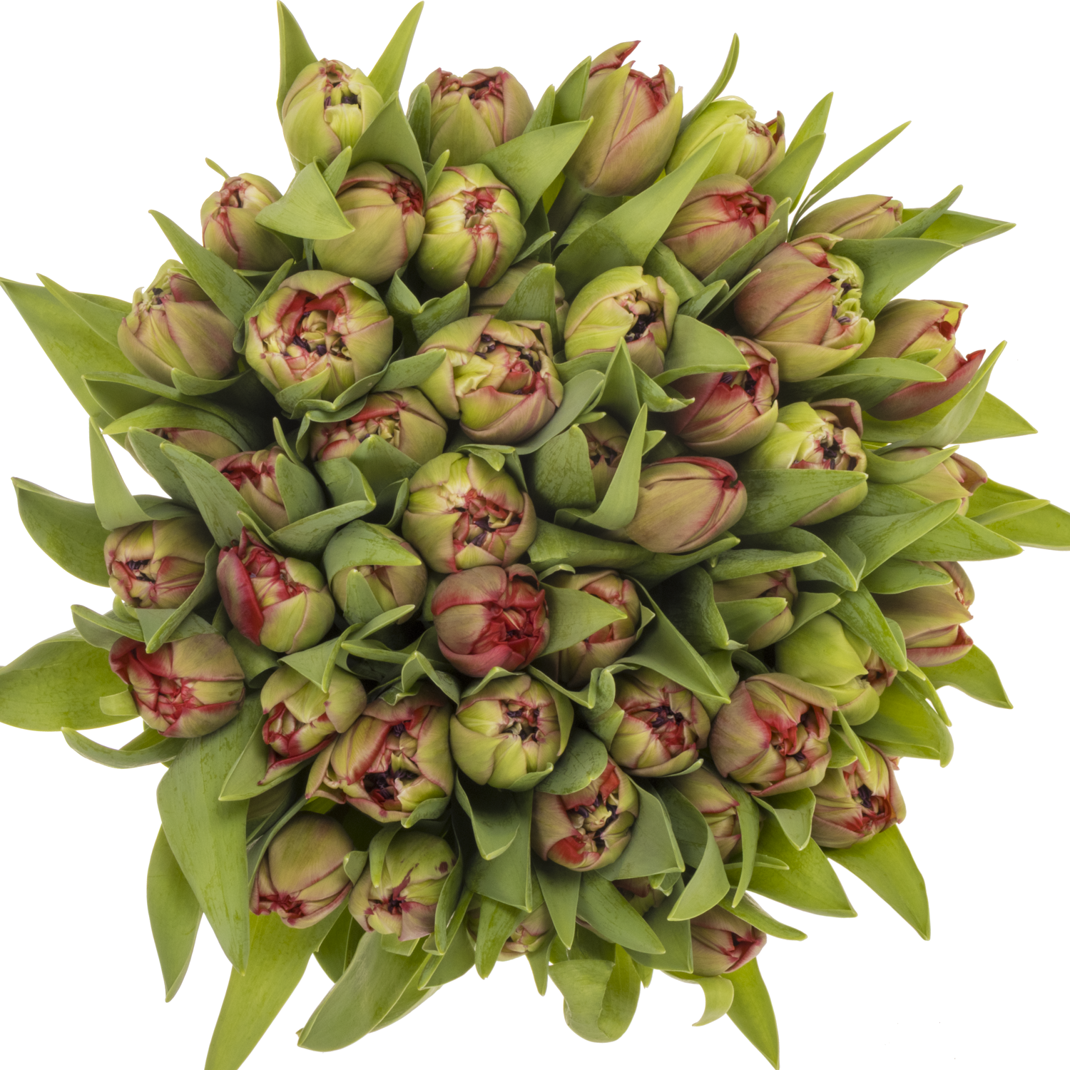 Tulpe rot doppel Velvet 40 Gramm