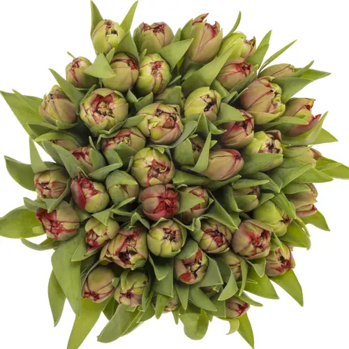 Tulpe rot doppel Velvet 40 Gramm