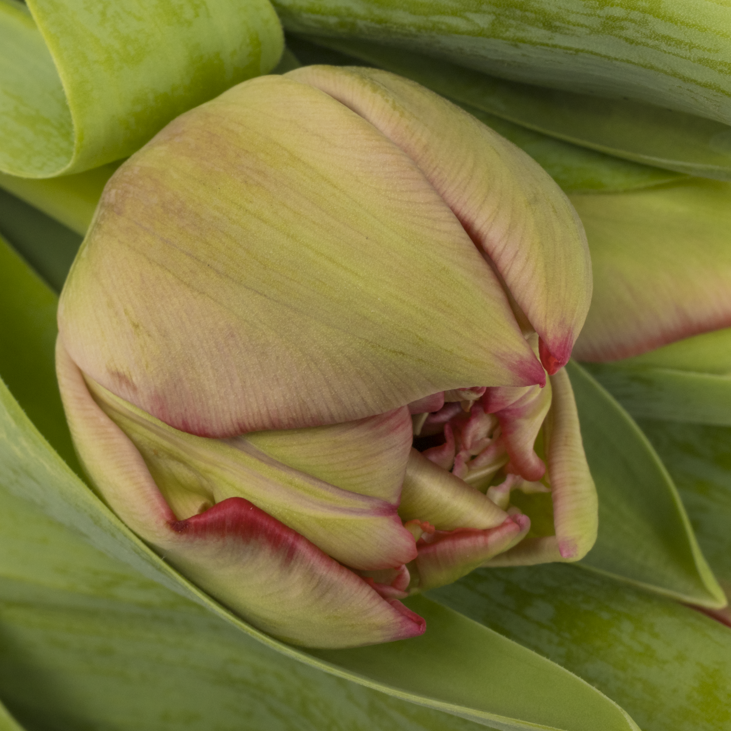 Tulpe rot doppel Velvet 40 Gramm