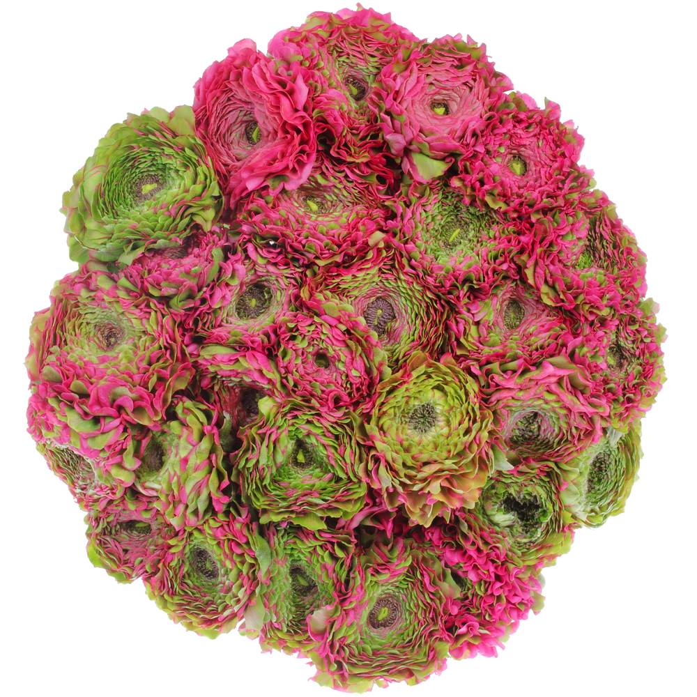 Ranunkel lila/grün Cloni Pom Fanny 40cm x 30