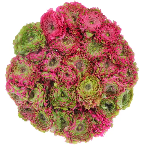 Ranunkel lila/grün Cloni Pom Fanny 40cm x 30