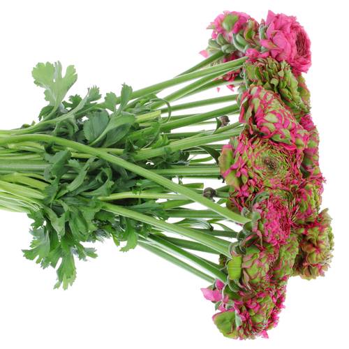 Ranunkel lila/grün Cloni Pom Fanny 40cm x 30