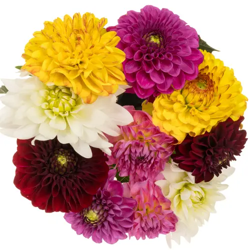 Dahlia mix gemischt Bund 60cm
