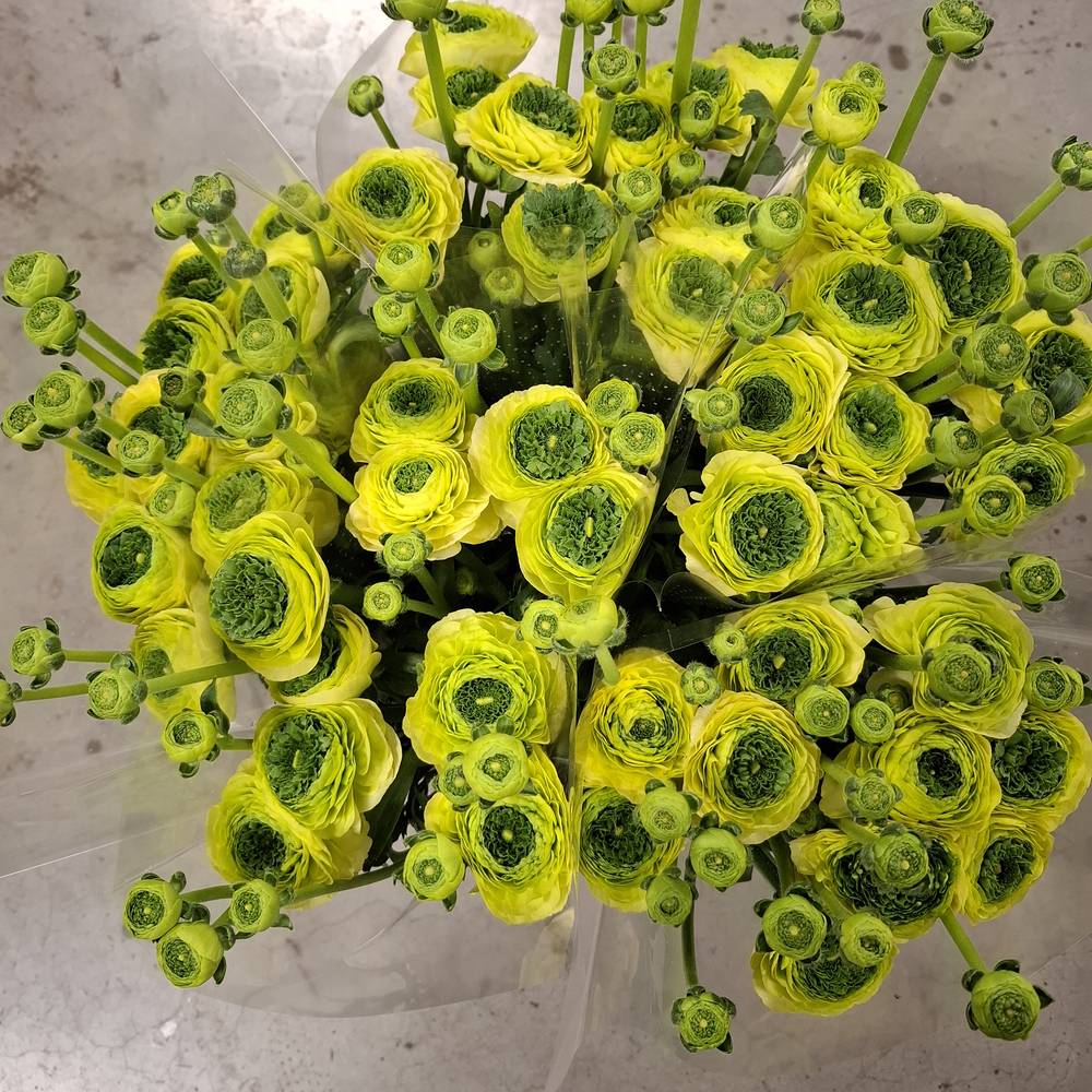 Ranunkel hell gelb-dunkel grün Verde 40 cm