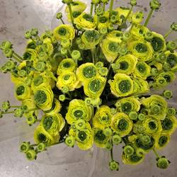 Ranunkel hell gelb-dunkel grün Verde 40 cm