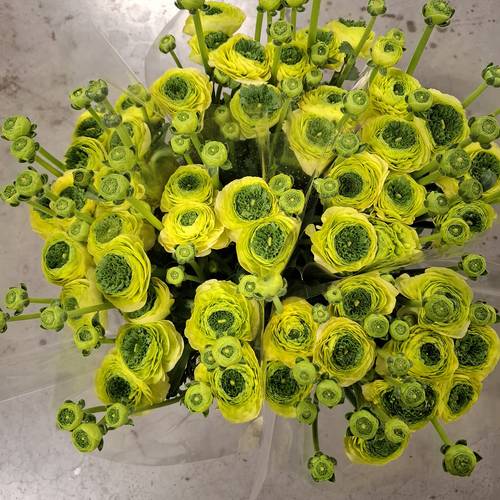 Ranunkel hell gelb-dunkel grün Verde 40 cm