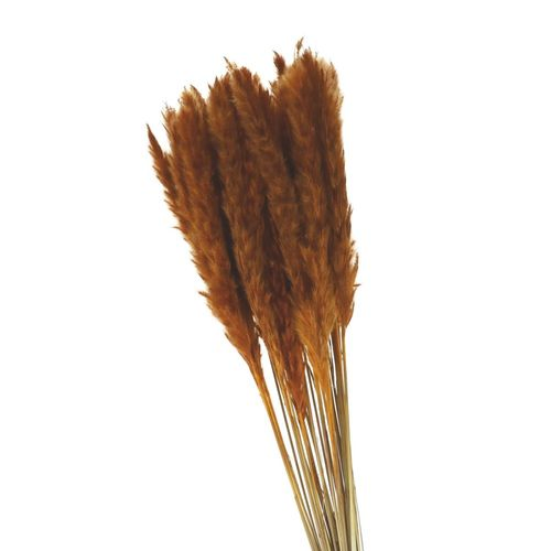 Trocken Pampasgras fluffy orange L80cm