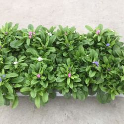 Myosotis Trio T12 H15 Sylvatica