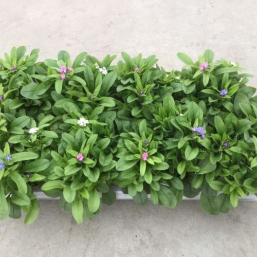 Myosotis Trio T12 H15 Sylvatica