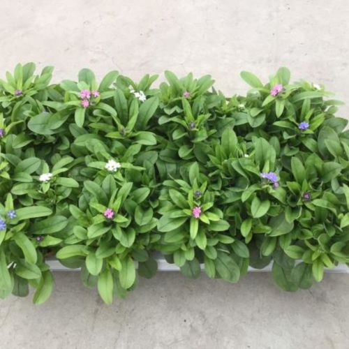 Myosotis Trio T12 H15 Sylvatica