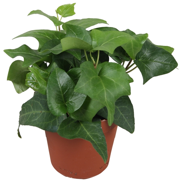 Efeu Mein Herz grn T09 H10 (Efeu) | Heyl - Blumengrohandel /  Floristikgrohandel