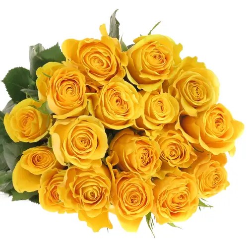 Rose gelb Brighton (Ec) 60cm