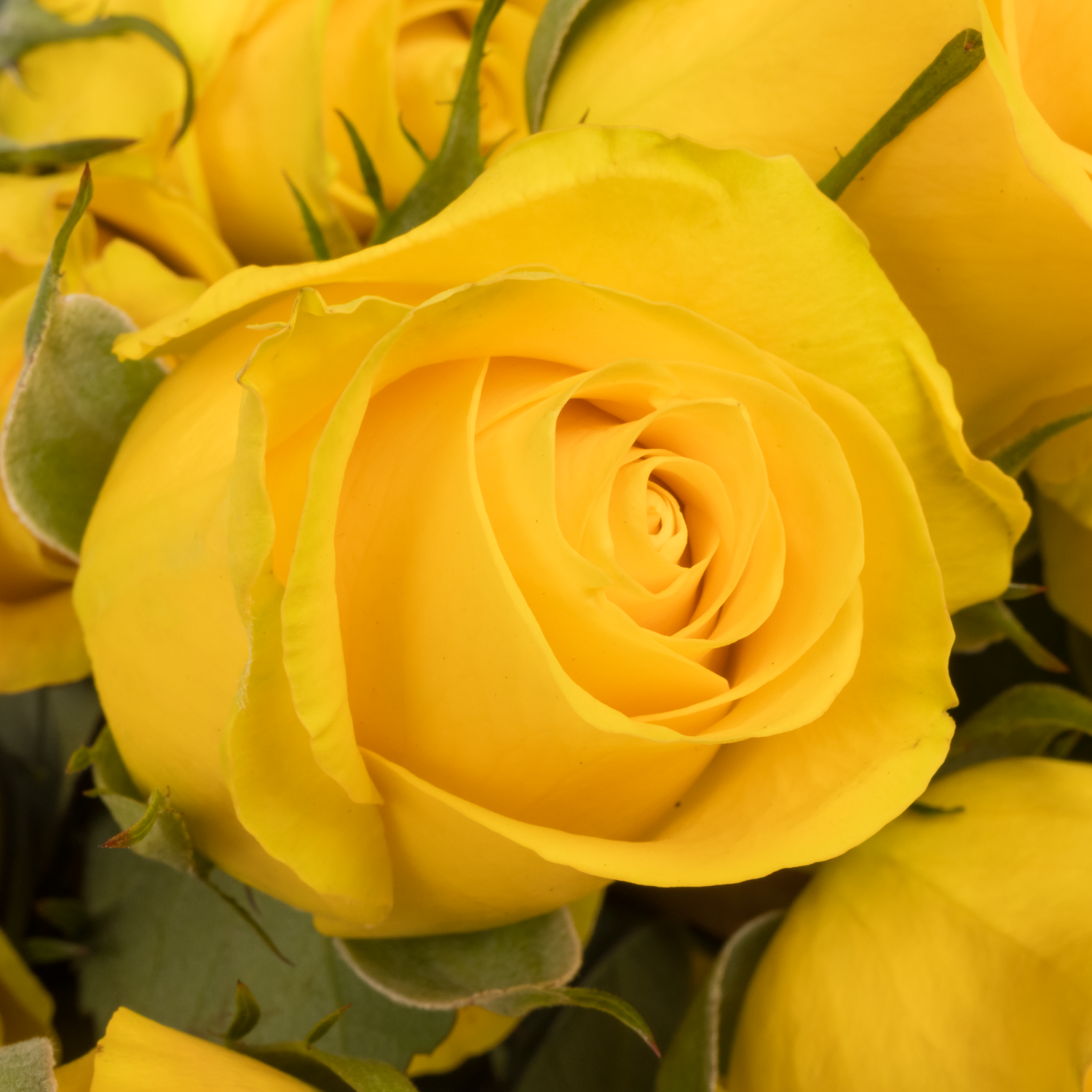 Rose gelb Brighton (Ec) 60cm