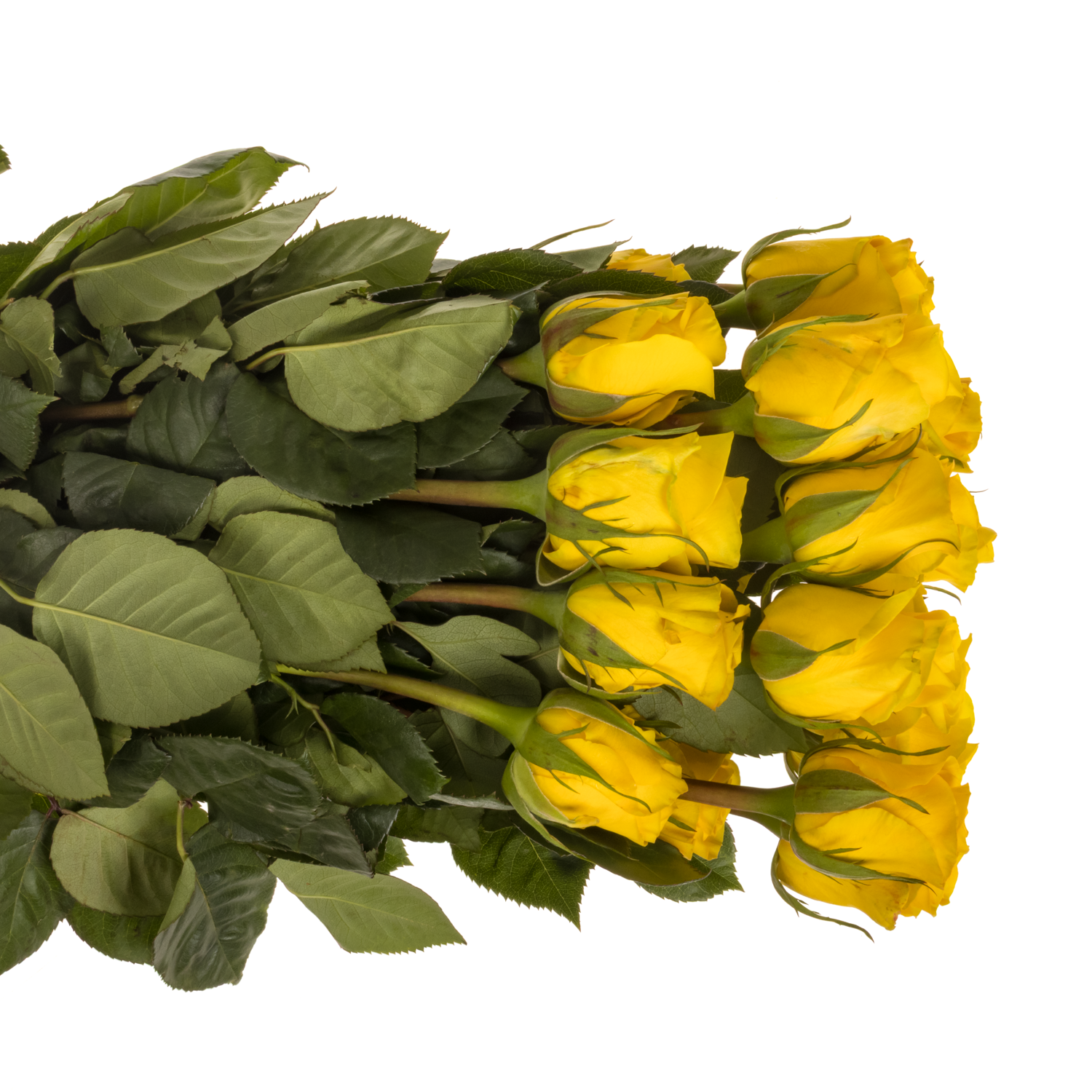 Rose gelb Brighton (Ec) 60cm