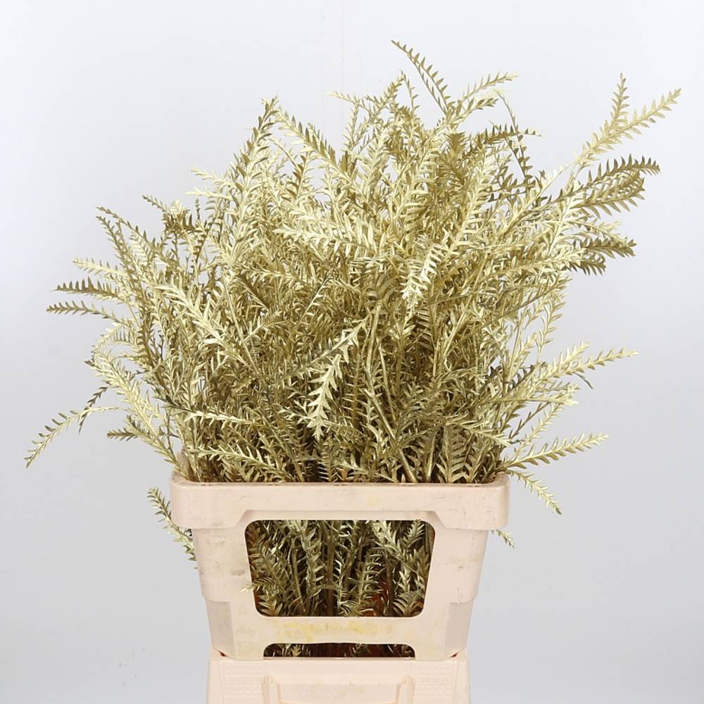 Grevilea Ivanhoe gold gefärbt