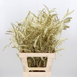 Grevilea Ivanhoe gold gefärbt