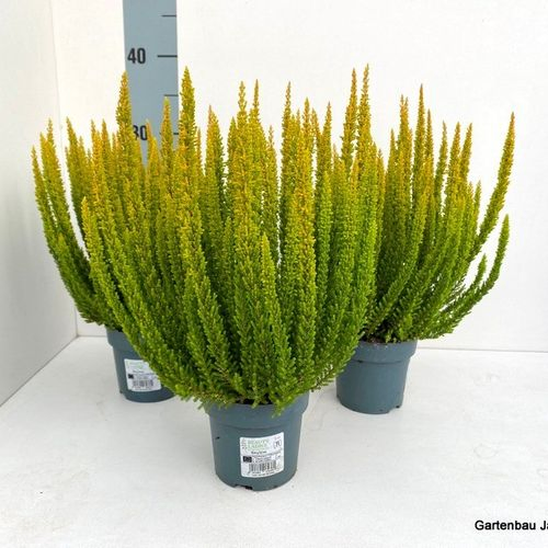 Calluna BL Skyline San Diego T10,5 H30