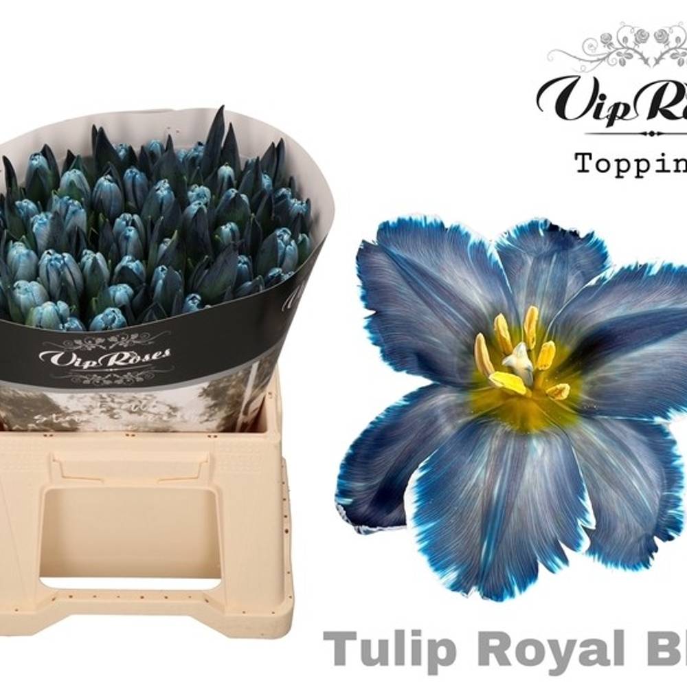 Tulpe blau gefärbt Royal blue 32 Gramm